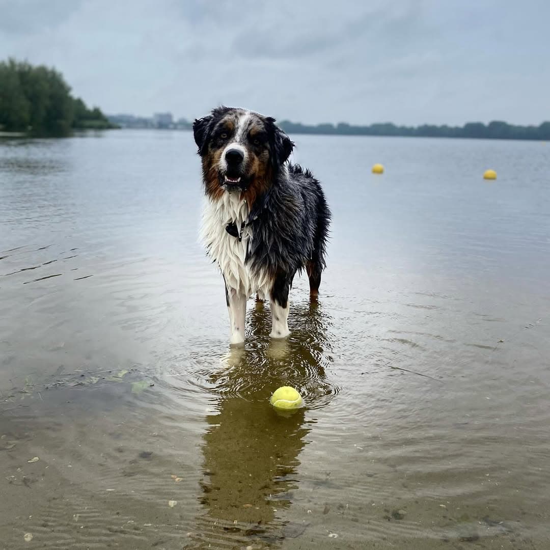 Bescherm uw huisdier met Figopet verzekering